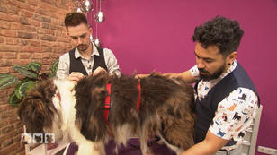 Der rumänische Hund soll fit gemacht werden Der rumänische Hund soll fit gemacht werden
