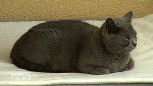 Katzen schalten im Winter einen Gang zurück Katzen schalten im Winter einen Gang zurück