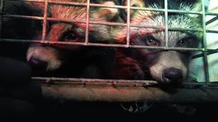 hundkatzemaus: Tierschützer decken neuen Pelzskandal auf hundkatzemaus: Tierschützer decken neuen Pelzskandal auf