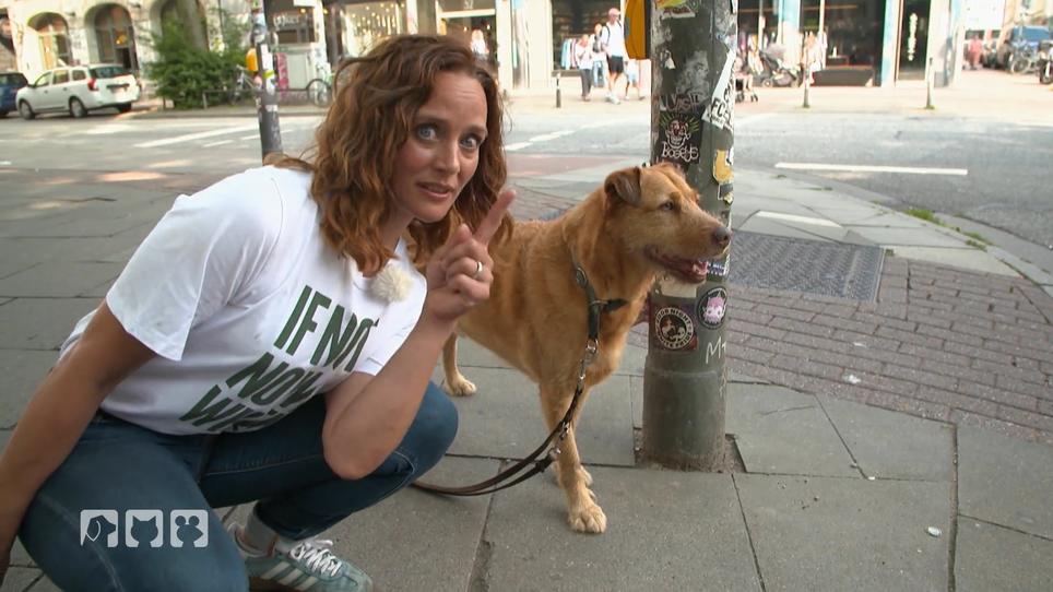 "Sicherheit" ist für den Hund in der Stadt besonders wichtig "Sicherheit" ist für den Hund in der Stadt besonders wichtig