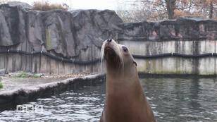 Seelöwen können sich vieles merken Seelöwen können sich vieles merken
