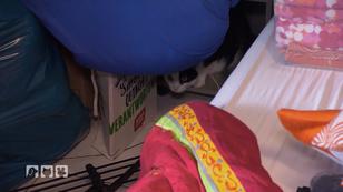 So zieht man mit der Katze aus So zieht man mit der Katze aus