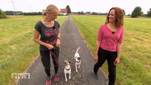 Alles rund um die wilden Jack Russel Terrier Alles rund um die wilden Jack Russel Terrier