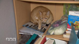 Was ist los mit Kater Ruby? Was ist los mit Kater Ruby?