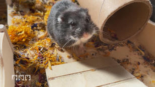 Hamsterhaltung bedeutet viel Arbeit Hamsterhaltung bedeutet viel Arbeit