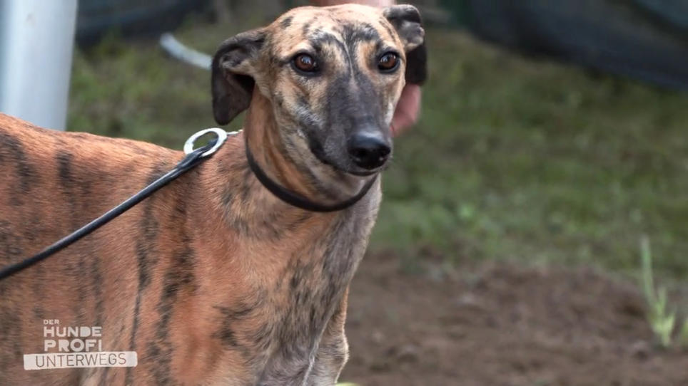 Die Leidensgeschichte der Galgos Die Leidensgeschichte der Galgos