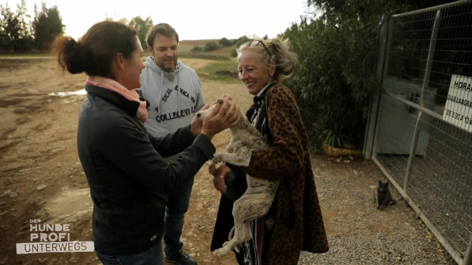 Auffangstation - Die Rettung für viele Galgos Auffangstation - Die Rettung für viele Galgos