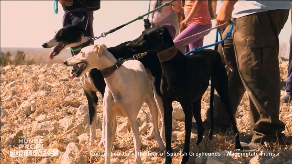 Galgos, die für die Jagd nützlich sein müssen Galgos, die für die Jagd nützlich sein müssen