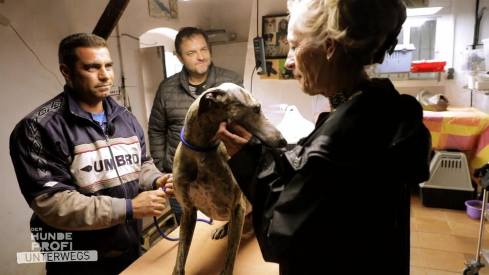 Welcher Hund hat eine Zukunft, welcher nicht? Welcher Hund hat eine Zukunft, welcher nicht?