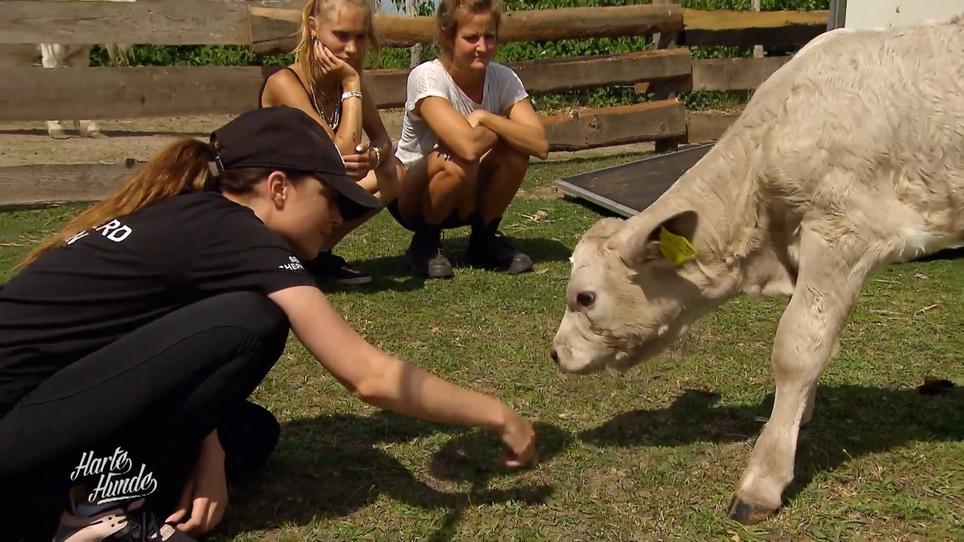 Tierschützerin Anne Menden: "ich hasse es so sehr" Tierschützerin Anne Menden: "ich hasse es so sehr"