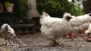 Ein Unterschlupf für Vögel aller Art Ein Unterschlupf für Vögel aller Art