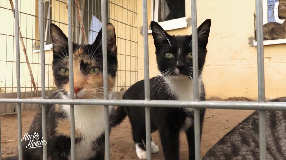 Mehr Auslauf für die Katzen Mehr Auslauf für die Katzen