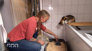 Umweltfreundliche Reinigung von Katzenklos Umweltfreundliche Reinigung von Katzenklos