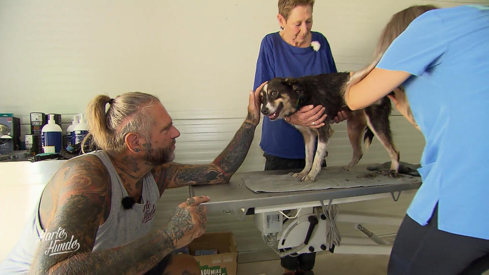 Der Hundewaschsalon wird eingeweiht Der Hundewaschsalon wird eingeweiht