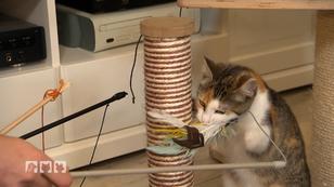 Nachhaltiges Spielzeug für Katzen Nachhaltiges Spielzeug für Katzen