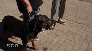 Diese Hunde können für Menschen gefährlich werden Diese Hunde können für Menschen gefährlich werden