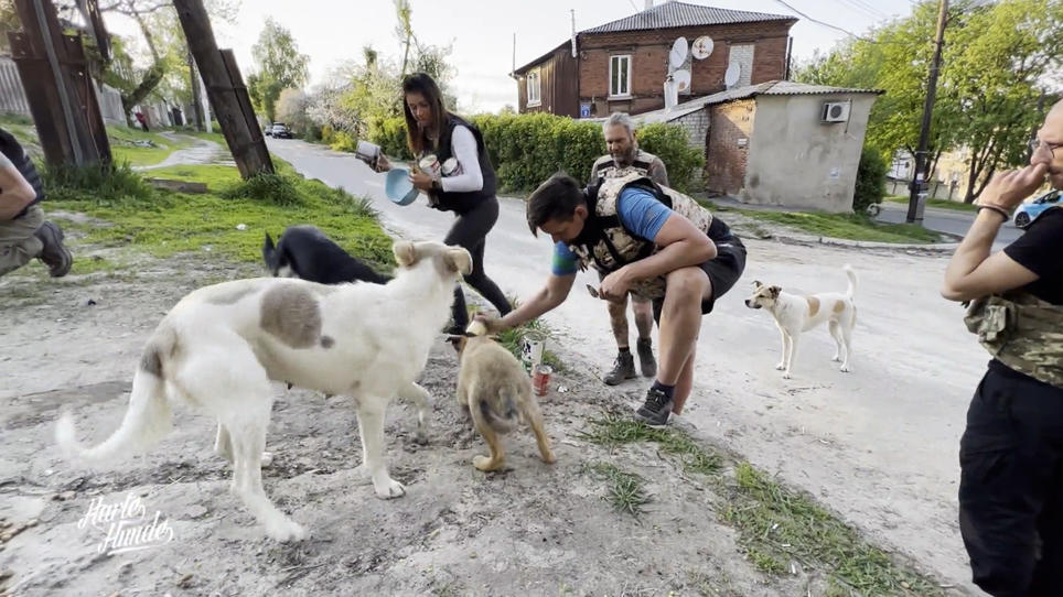 Einsatz für Hunde und Katzen in der Ukraine Einsatz für Hunde und Katzen in der Ukraine