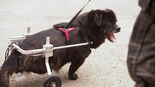 Rollihund Rambi darf mit nach Deutschland Rollihund Rambi darf mit nach Deutschland