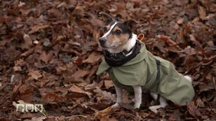 Hundemäntel gegen die Erkältungsgefahr beim Hund Hundemäntel gegen die Erkältungsgefahr beim Hund