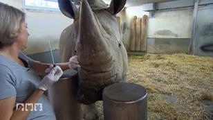 Zootierärztinnen im Einsatz! Zootierärztinnen im Einsatz!