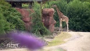 Hufpflege einer Giraffe Hufpflege einer Giraffe