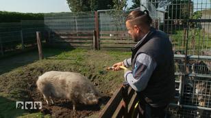 Ralf Seeger rettet Schweine Ralf Seeger rettet Schweine