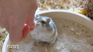Hamsterkekse ohne ungesunde Zusatzstoffe Hamsterkekse ohne ungesunde Zusatzstoffe