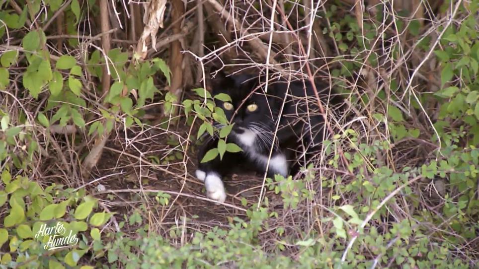 Versorgung von Streunerkatzen Versorgung von Streunerkatzen