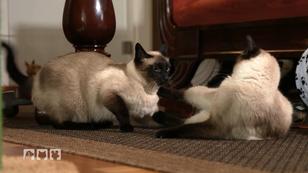 Andreas fünf Katzen streiten sich nur noch! Andreas fünf Katzen streiten sich nur noch!
