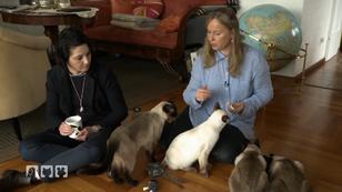 Gruppentherapie für Katzen Gruppentherapie für Katzen