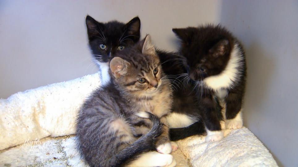 Katzen unter Quarantäne Katzen unter Quarantäne