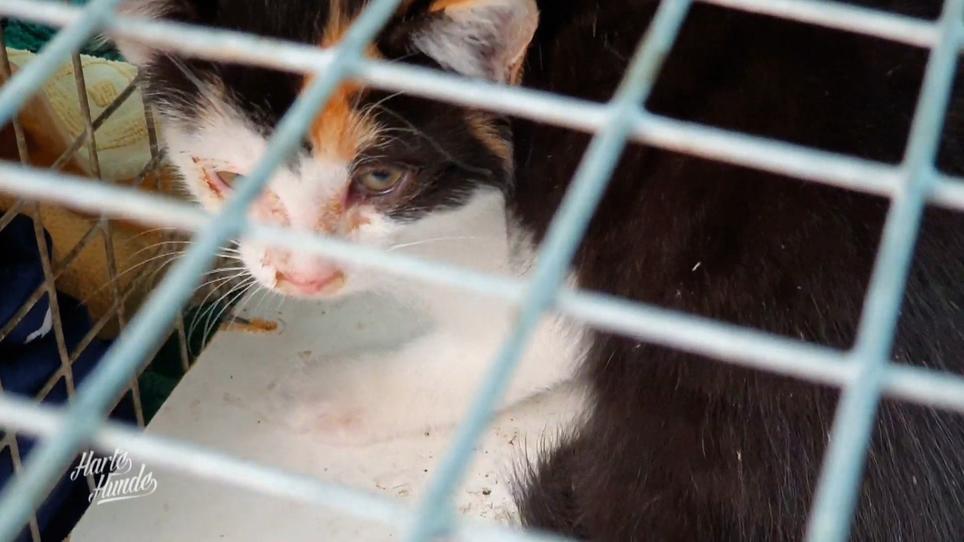 Die Katzenhilfe bringt weitere Kätzchen Die Katzenhilfe bringt weitere Kätzchen