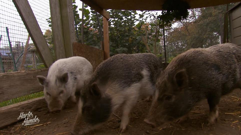 Neues zu Hause für die Schweine Neues zu Hause für die Schweine