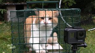 Die Katzenfänger von Usedom Die Katzenfänger von Usedom