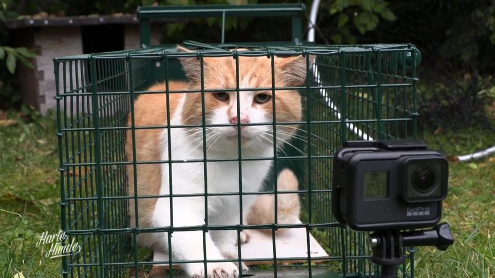 Die Katzenfänger von Usedom Die Katzenfänger von Usedom