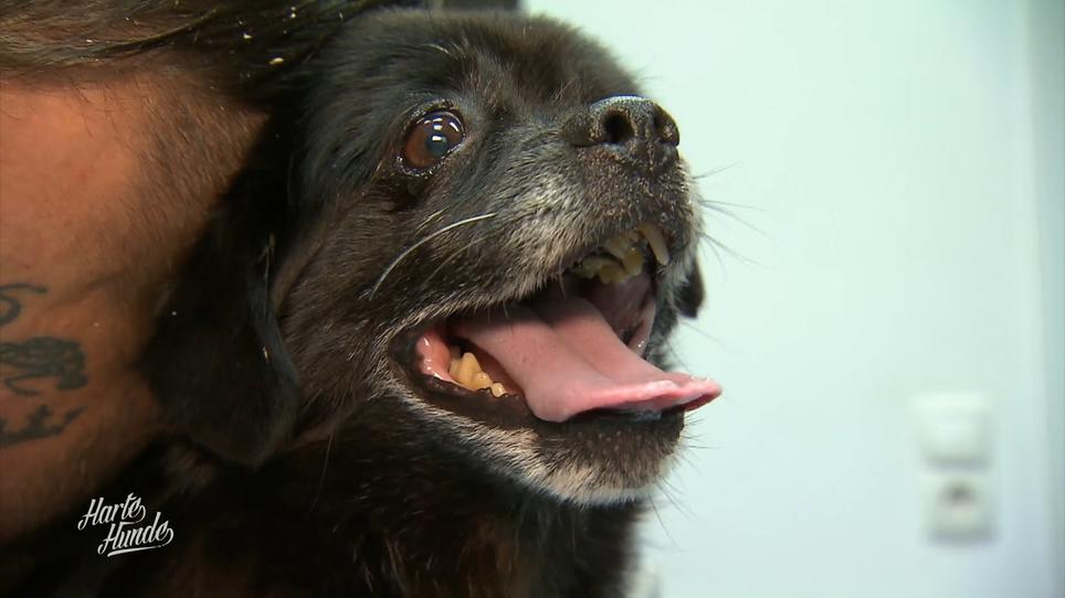 Behinderter Hund aus der Ukraine Behinderter Hund aus der Ukraine