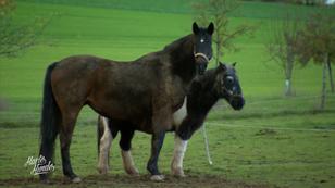 Rettung: Pferd und Pony Rettung: Pferd und Pony
