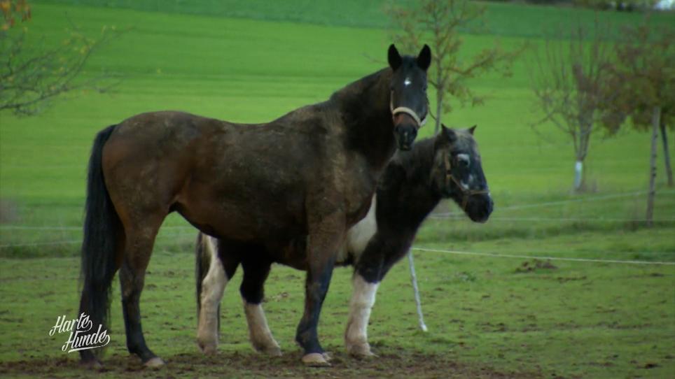Rettung: Pferd und Pony Rettung: Pferd und Pony