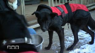 Hundehilfe Koblenz Hundehilfe Koblenz