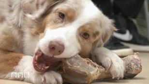 Sind Kauknochen für Hunde gesund? Sind Kauknochen für Hunde gesund?