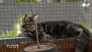 Maine-Coon-Katzen im Streit Maine-Coon-Katzen im Streit