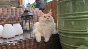Frieden im Katzen-Paradies Frieden im Katzen-Paradies