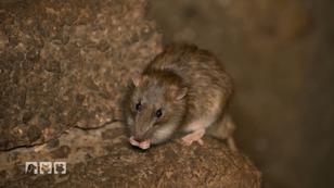 Ratten - DAS wissen die meisten nicht! Ratten - DAS wissen die meisten nicht!