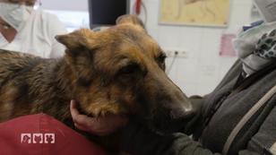 Schäferhund Fritz muss zur Tierklinik Schäferhund Fritz muss zur Tierklinik