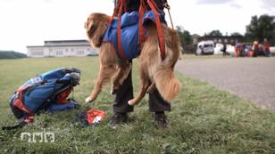 Retriever Floki fliegt! Retriever Floki fliegt!