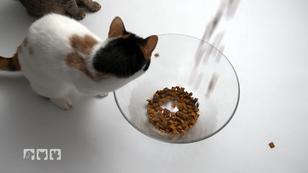 Backen für Katzen! Backen für Katzen!