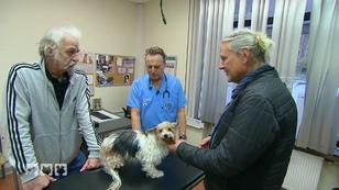 Mit Biever Yorkshire Terrier zum Tierarzt Mit Biever Yorkshire Terrier zum Tierarzt