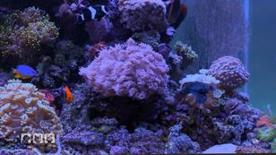 "Aquascaping" - Gesundheit von Fischen "Aquascaping" - Gesundheit von Fischen