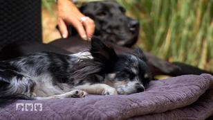 Hunde-Fürsorge - was ist zu viel? Hunde-Fürsorge - was ist zu viel?