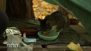 Wettergeschützte Futterstelle für Katzen Wettergeschützte Futterstelle für Katzen